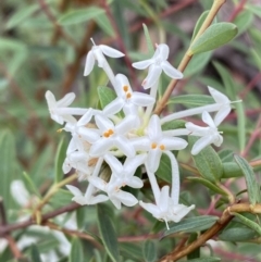 Pimelea linifolia subsp. linifolia at Jerrabomberra, NSW - 28 Nov 2021