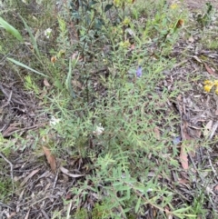 Pimelea linifolia subsp. linifolia at Jerrabomberra, NSW - 28 Nov 2021