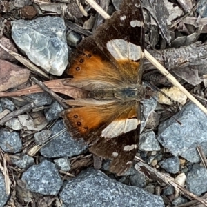 Vanessa itea at Jerrabomberra, NSW - 28 Nov 2021