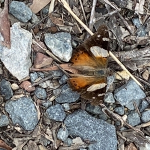 Vanessa itea at Jerrabomberra, NSW - 28 Nov 2021