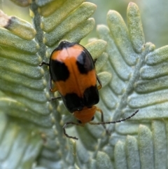 Aulacophora hilaris (Pumpkin Beetle) at QPRC LGA - 27 Nov 2021 by Steve_Bok