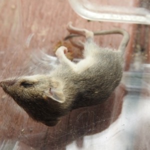 Sminthopsis murina at Carwoola, NSW - suppressed