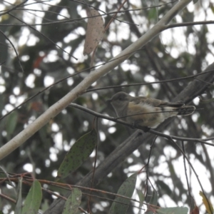 Chrysococcyx basalis at Carwoola, NSW - 24 Nov 2021