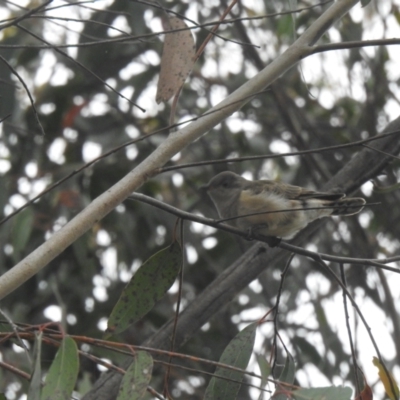 Chrysococcyx basalis (Horsfield's Bronze-Cuckoo) at Carwoola, NSW - 24 Nov 2021 by Liam.m