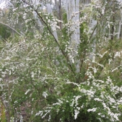 Leptospermum myrtifolium (Myrtle Teatree) at Stromlo, ACT - 27 Nov 2021 by Liam.m