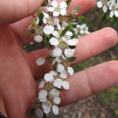 Gaudium brevipes at Stromlo, ACT - 28 Nov 2021