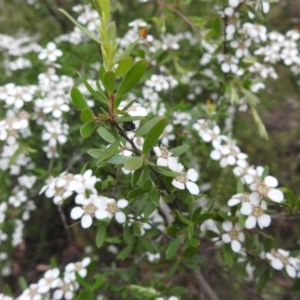 Gaudium brevipes at Stromlo, ACT - 28 Nov 2021