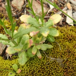 Wahlenbergia sp. at Carwoola, NSW - suppressed