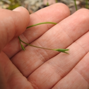 Wahlenbergia sp. at Carwoola, NSW - suppressed