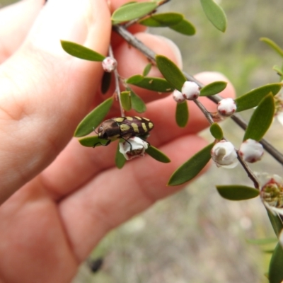 Castiarina decemmaculata (Ten-spot Jewel Beetle) at Stromlo, ACT - 27 Nov 2021 by Liam.m