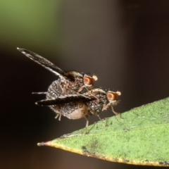 Trypetisoma digitatum at Macgregor, ACT - suppressed