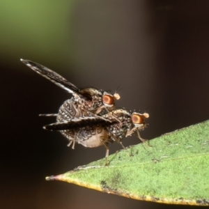 Trypetisoma digitatum at Macgregor, ACT - suppressed