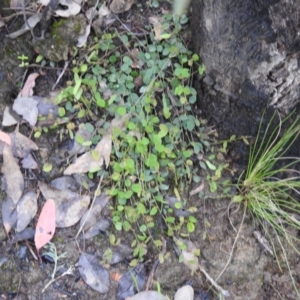 Bossiaea prostrata at Carwoola, NSW - suppressed