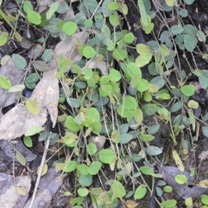 Bossiaea prostrata at Carwoola, NSW - suppressed