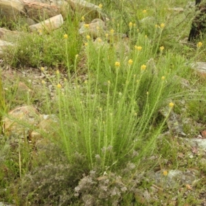 Chrysocephalum semipapposum at Carwoola, NSW - suppressed