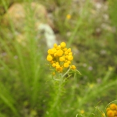 Chrysocephalum semipapposum at Carwoola, NSW - suppressed