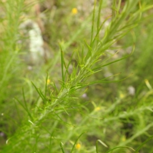 Chrysocephalum semipapposum at Carwoola, NSW - suppressed