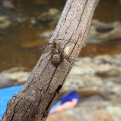 Maratus griseus (Jumping spider) at Carwoola, NSW - 28 Nov 2021 by Liam.m