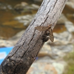 Maratus griseus at Carwoola, NSW - 28 Nov 2021