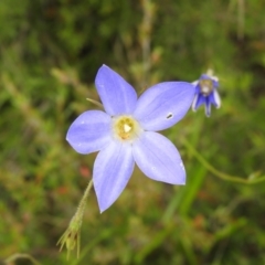 Wahlenbergia stricta subsp. stricta (Tall Bluebell) at Carwoola, NSW - 28 Nov 2021 by Liam.m