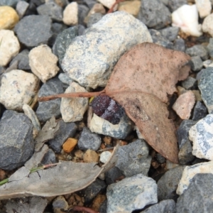 Platybrachys decemmacula at Carwoola, NSW - 28 Nov 2021