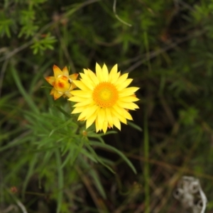 Xerochrysum viscosum at Carwoola, NSW - 28 Nov 2021