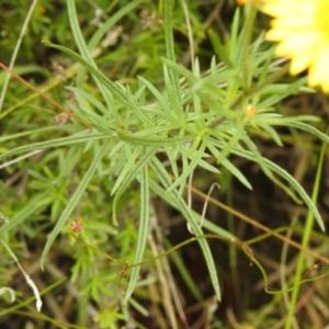 Xerochrysum viscosum at Carwoola, NSW - 28 Nov 2021