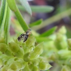 Spathulina acroleuca (A seed fly) at Carwoola, NSW - 27 Nov 2021 by Liam.m