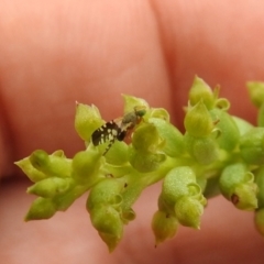 Spathulina acroleuca at Carwoola, NSW - suppressed