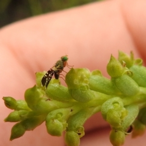 Spathulina acroleuca at Carwoola, NSW - suppressed