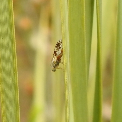 Tephritidae sp. (family) (Unidentified Fruit or Seed fly) at QPRC LGA - 28 Nov 2021 by Liam.m