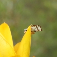 Tephritidae sp. (family) at Carwoola, NSW - suppressed