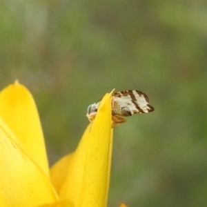 Tephritidae sp. (family) at Carwoola, NSW - suppressed