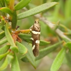 Macrobathra alternatella (A Gelechioid moth) at Carwoola, NSW - 28 Nov 2021 by Liam.m