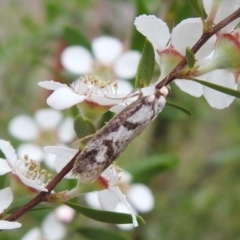 Eusemocosma pruinosa (Philobota Group Concealer Moth) at Block 402 - 27 Nov 2021 by Liam.m