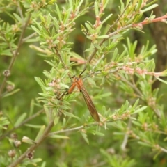 Harpobittacus australis (Hangingfly) at QPRC LGA - 28 Nov 2021 by Liam.m