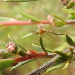 Chironomidae (family) (Non-biting Midge) at Carwoola, NSW - 28 Nov 2021 by Liam.m