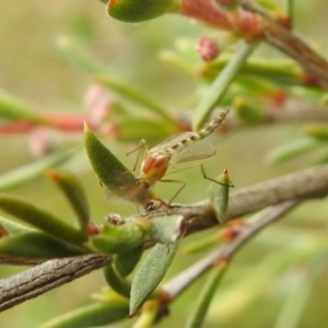 Chironomidae (family) at Carwoola, NSW - suppressed