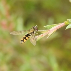 Syrphini sp. (tribe) (Unidentified syrphine hover fly) at Carwoola, NSW - 28 Nov 2021 by Liam.m
