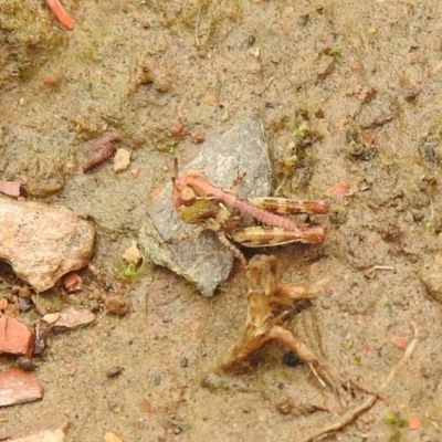 Austroicetes sp. (genus) (A grasshopper) at Carwoola, NSW - 28 Nov 2021 by Liam.m