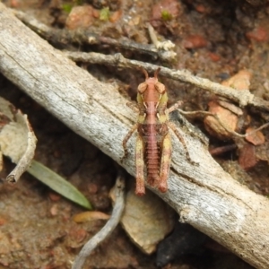 Austroicetes sp. (genus) at Carwoola, NSW - 28 Nov 2021