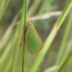 Siphanta sp. (genus) (Green planthopper, Torpedo bug) at Carwoola, NSW - 28 Nov 2021 by Liam.m