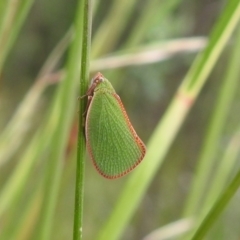 Siphanta sp. (genus) (Green planthopper, Torpedo bug) at QPRC LGA - 28 Nov 2021 by Liam.m