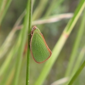 Siphanta sp. (genus) at Carwoola, NSW - suppressed