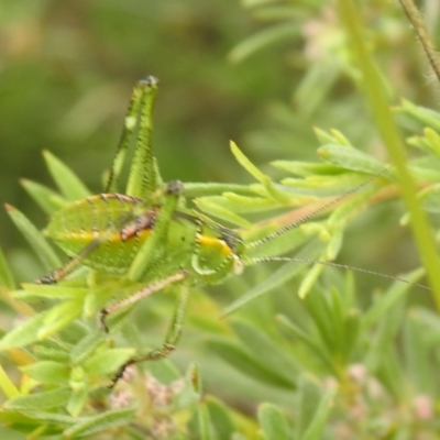 Chlorodectes sp. (genus) (A shield back katydid) at QPRC LGA - 28 Nov 2021 by Liam.m