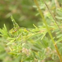 Chlorodectes sp. (genus) at Carwoola, NSW - suppressed