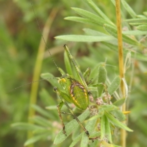 Chlorodectes sp. (genus) at Carwoola, NSW - suppressed