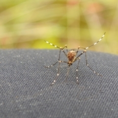 Aedes sp. (genus) (Mosquito) at QPRC LGA - 28 Nov 2021 by Liam.m