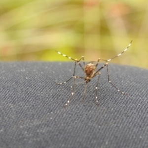 Aedes sp. (genus) at Carwoola, NSW - suppressed