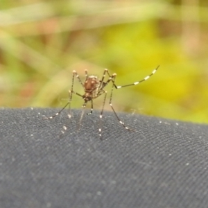 Aedes sp. (genus) at Carwoola, NSW - 28 Nov 2021